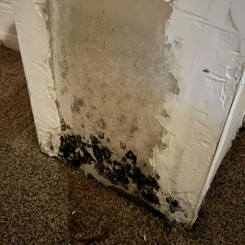 Professional Mold Removal in Connerton, FL